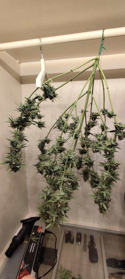 NL , LCC & PC. Week 6