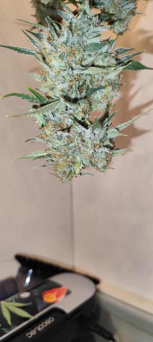 NL , LCC & PC. Week 6