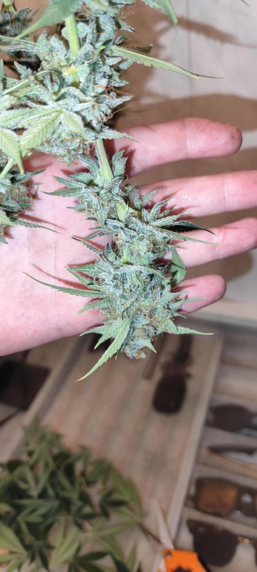 NL , LCC & PC. Week 6