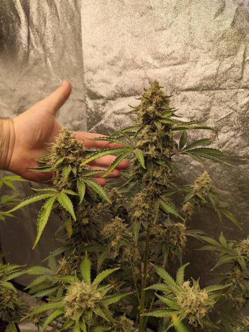 NL , LCC & PC. Week 6 - NL2