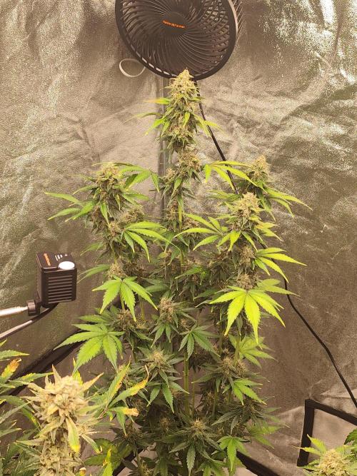 NL , LCC & PC. Week 6 - LCC