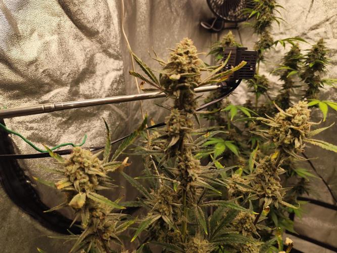 NL , LCC & PC. Week 6 - PC