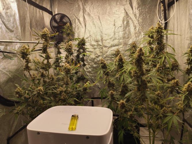 NL , LCC & PC. Week 6