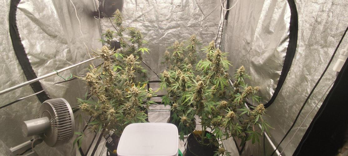 NL , LCC & PC. Week 6