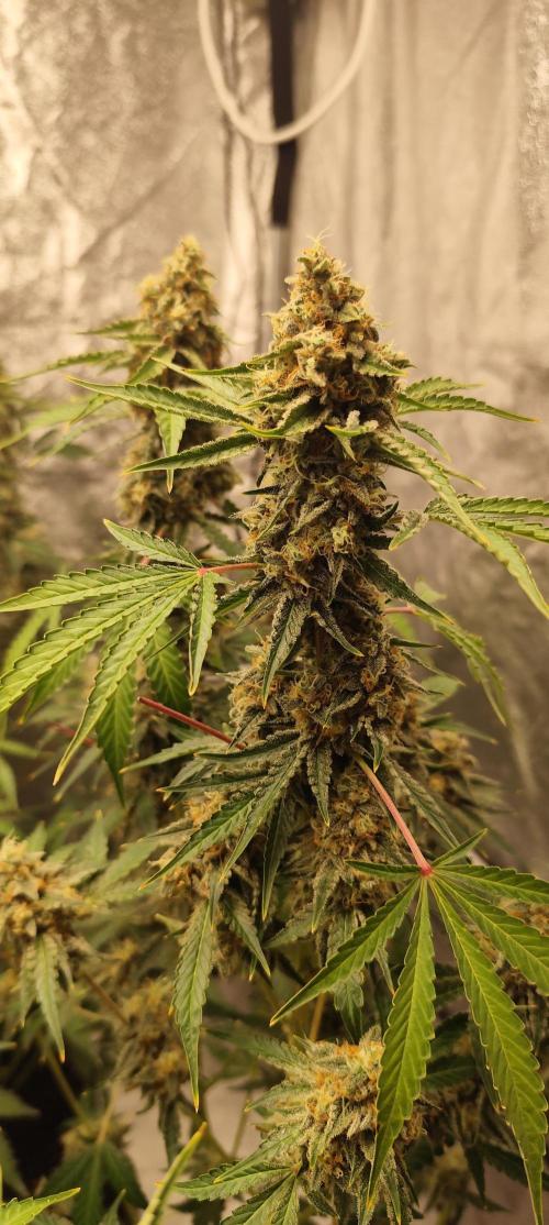 NL , LCC & PC. Week 6 - NL3