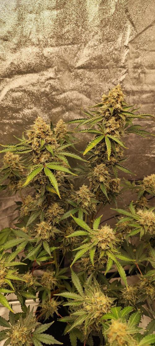 NL , LCC & PC. Week 6 - NL2