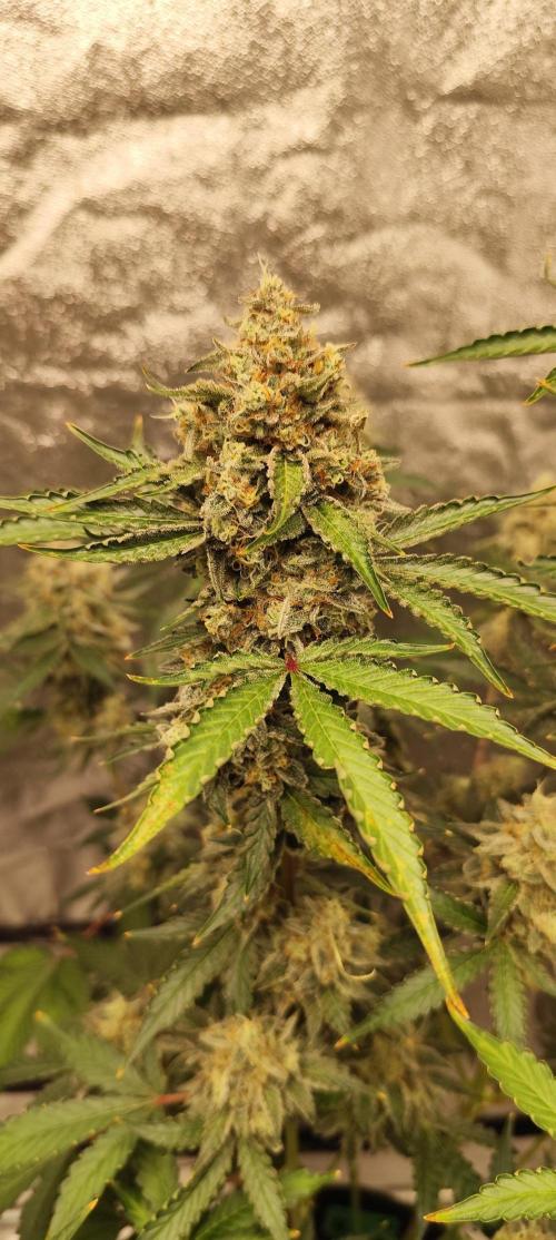 NL , LCC & PC. Week 6