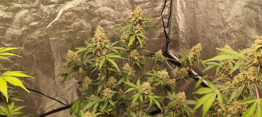 NL , LCC & PC. Week 6 - NL2