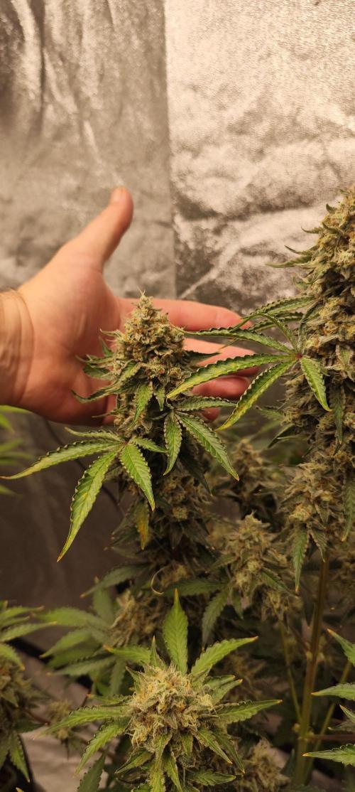 NL , LCC & PC. Week 6 - NL2