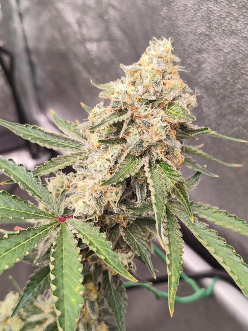 NL , LCC & PC. Week 6 - NL2