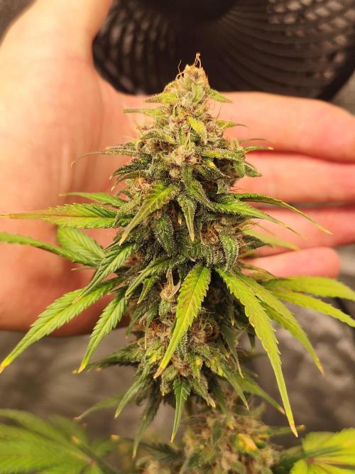 NL , LCC & PC. Week 6 - LCC