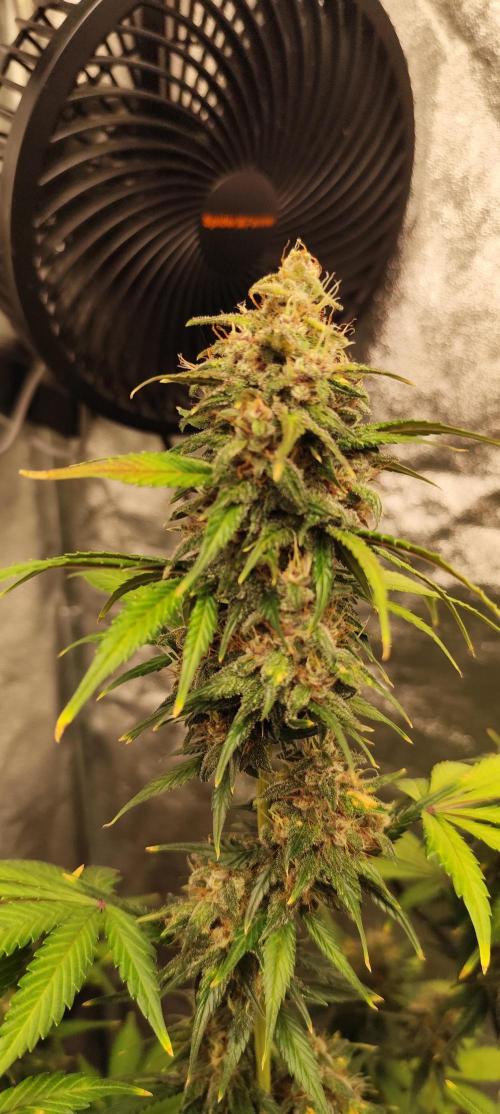 NL , LCC & PC. Week 6 - LCC