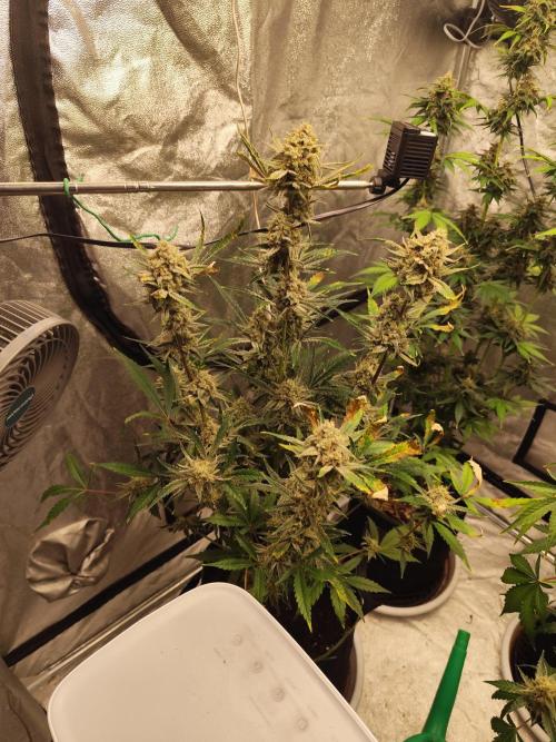 NL , LCC & PC. Week 6 - PC