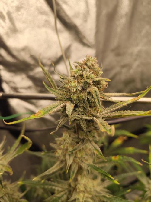 NL , LCC & PC. Week 6 - PC