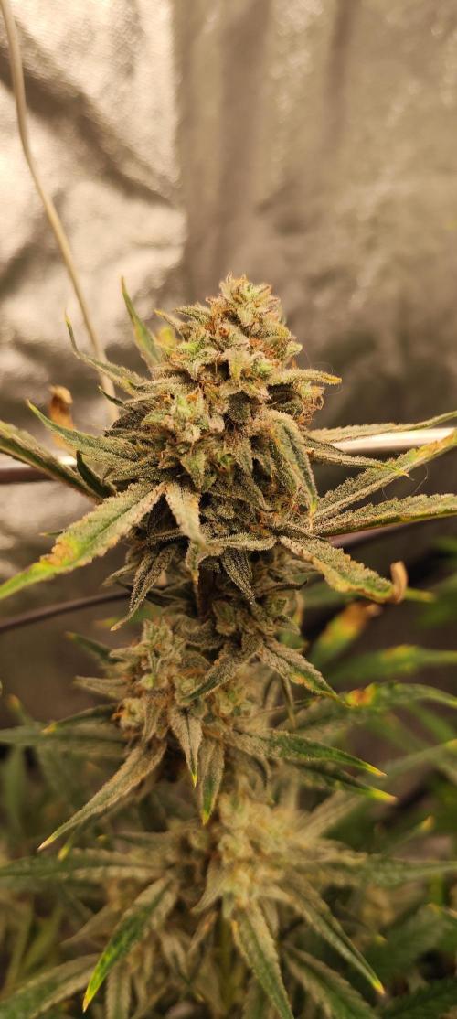 NL , LCC & PC. Week 6 - PC