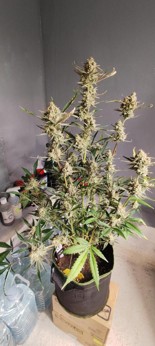 NL , LCC & PC. Week 7