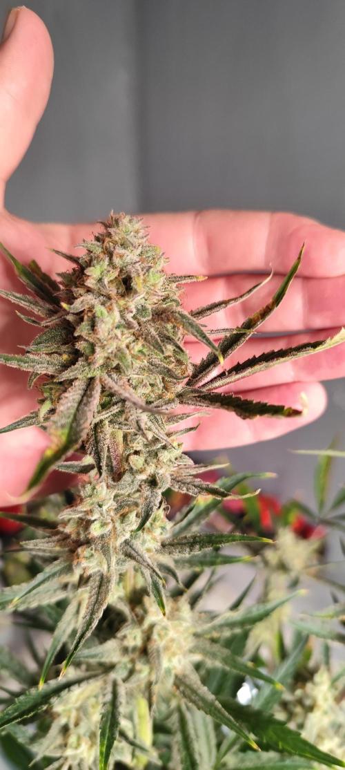 NL , LCC & PC. Week 7