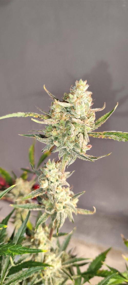 NL , LCC & PC. Week 7