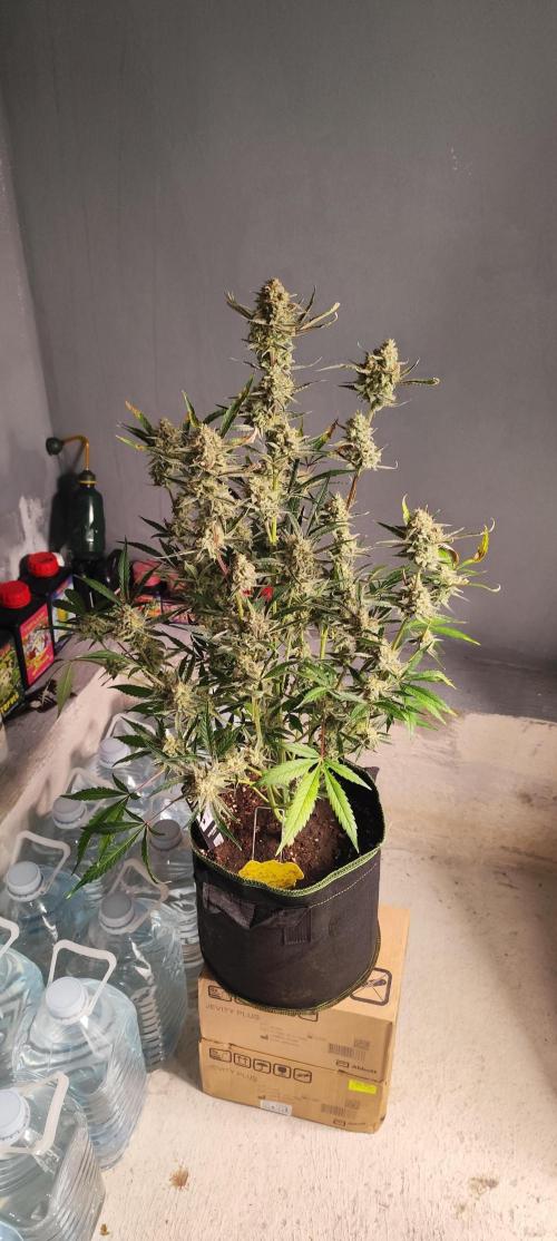 NL , LCC & PC. Week 7