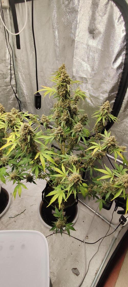 NL , LCC & PC. Week 7 - NL2