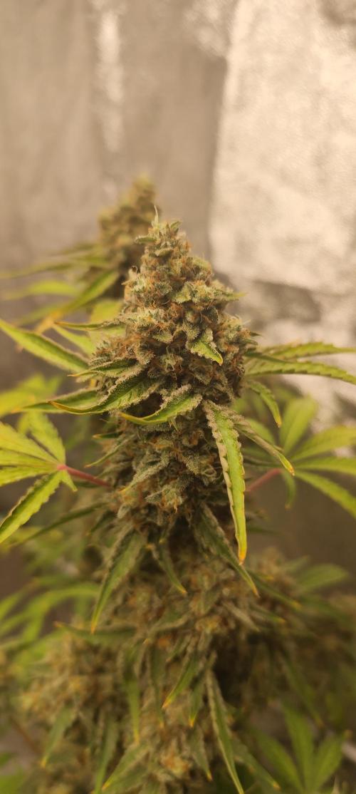 NL , LCC & PC. Week 7 - NL2