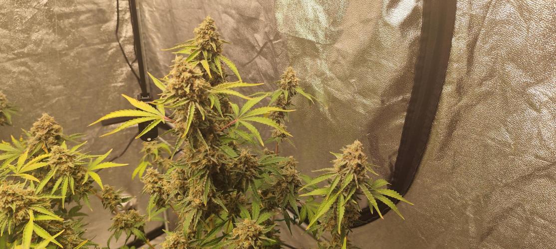 NL , LCC & PC. Week 7 - NL2