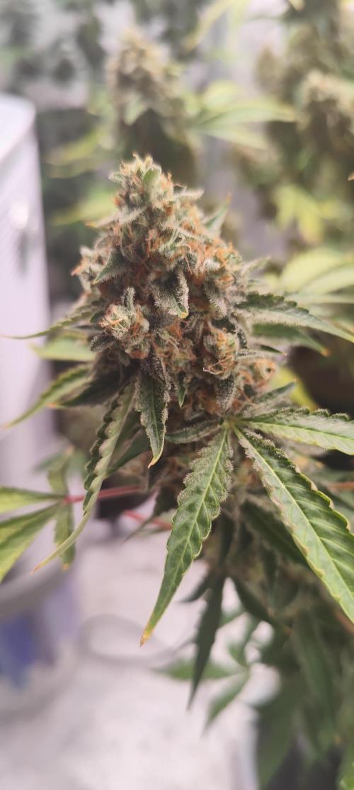 NL , LCC & PC. Week 7 - NL2