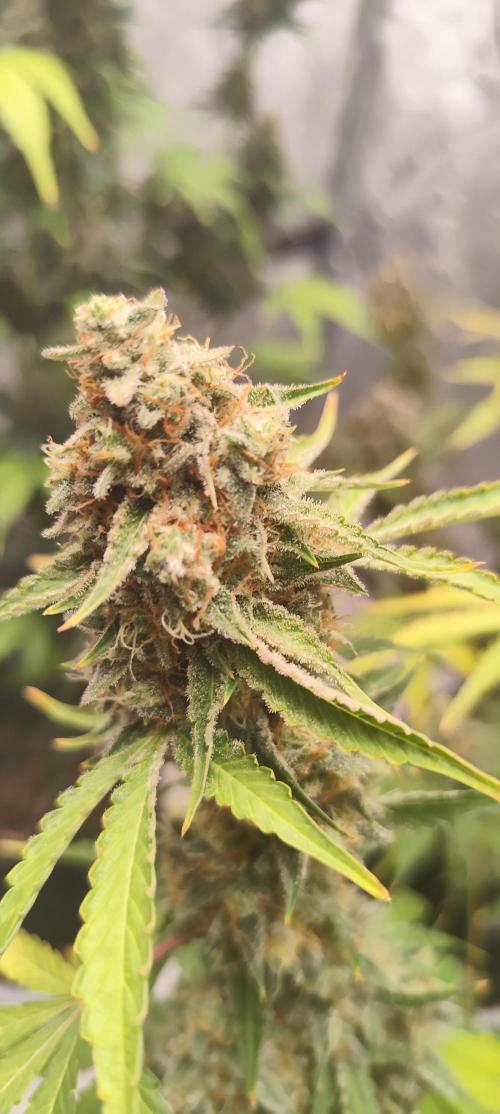 NL , LCC & PC. Week 7 - NL2