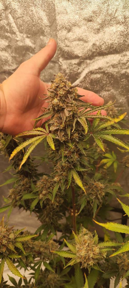 NL , LCC & PC. Week 7 - NL3