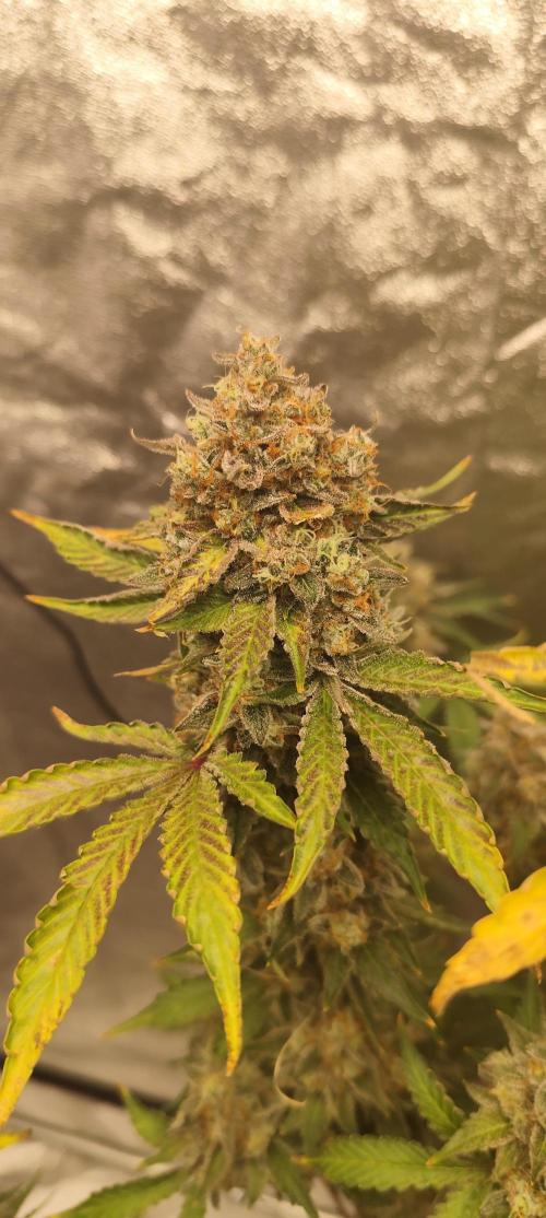 NL , LCC & PC. Week 7 - NL3