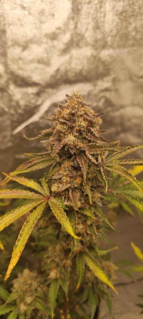 NL , LCC & PC. Week 7 - NL3