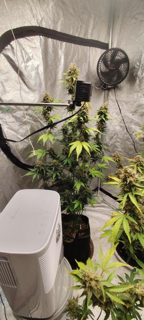 NL , LCC & PC. Week 7 - LCC