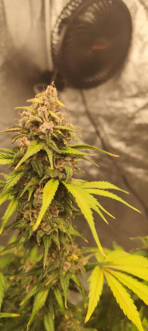 NL , LCC & PC. Week 7 - LCC