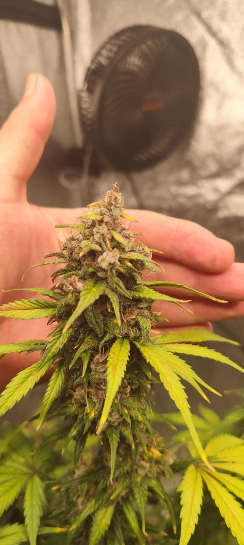 NL , LCC & PC. Week 7 - LCC