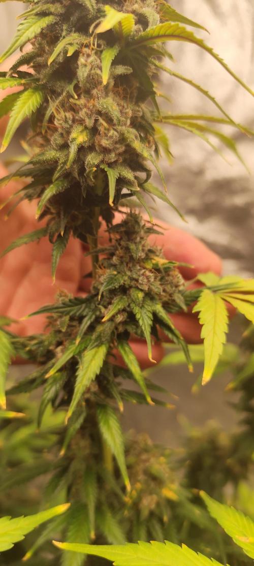 NL , LCC & PC. Week 7 - LCC