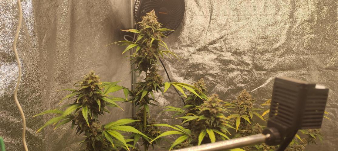 NL , LCC & PC. Week 7 - LCC