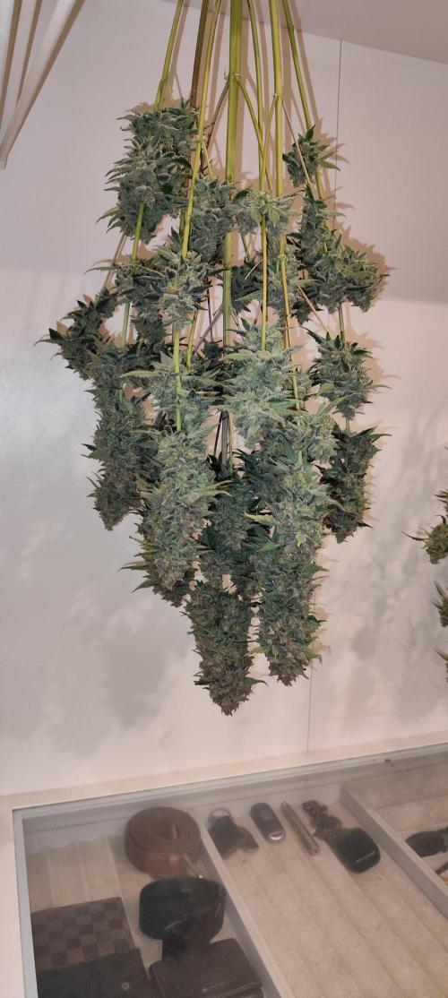 NL , LCC & PC. Week 8 - NL3