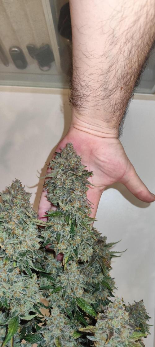 NL , LCC & PC. Week 8 - NL3