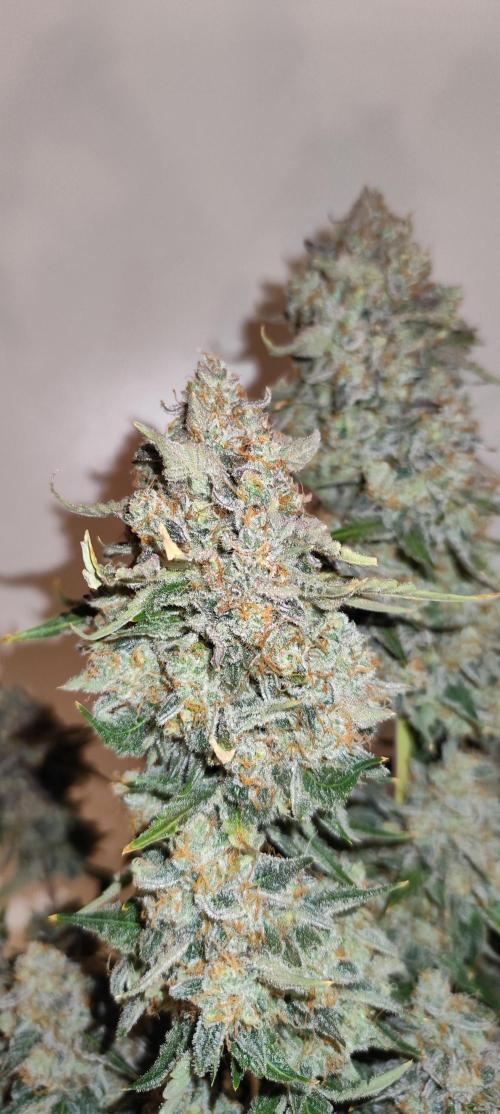 NL , LCC & PC. Week 8 - NL3