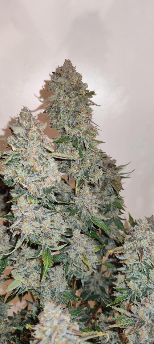 NL , LCC & PC. Week 8 - NL3