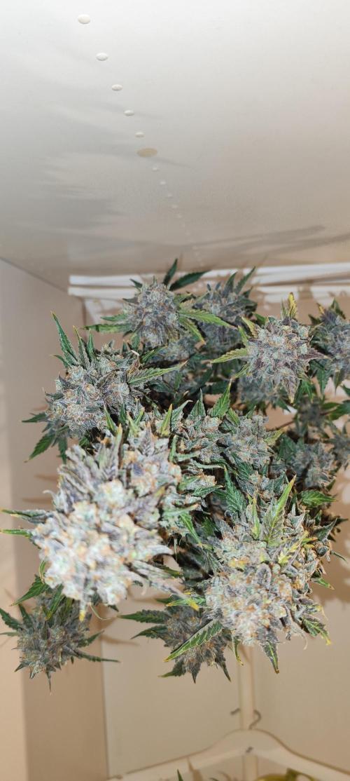 NL , LCC & PC. Week 8 - NL3