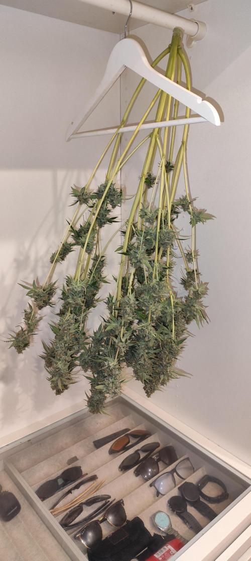 NL , LCC & PC. Week 8 - NL2