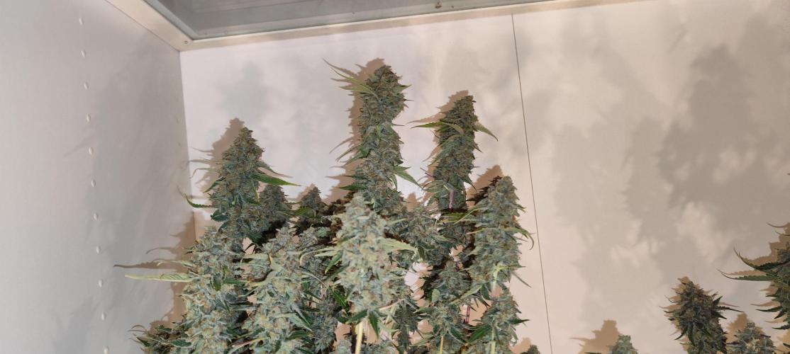 NL , LCC & PC. Week 8 - NL2