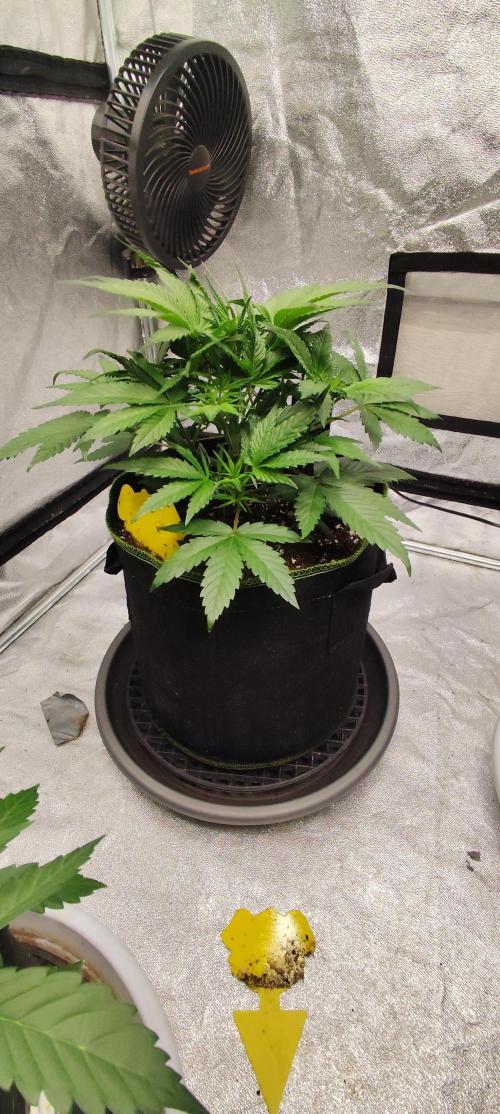 Gorila Cookies + Permanent Marker. Week 4 - Gorilla Cookies 2