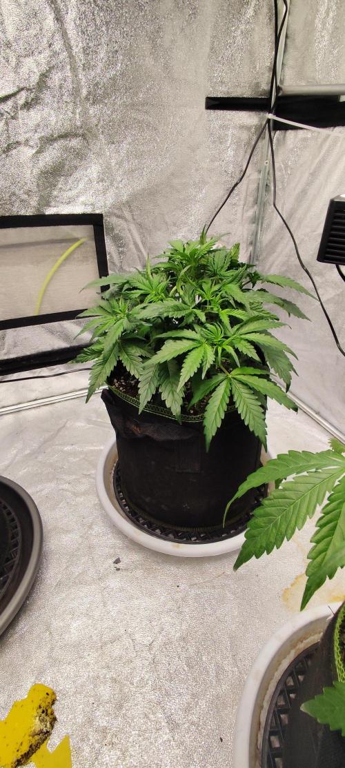 Gorila Cookies + Permanent Marker. Week 4 - Gorilla Cookies 1