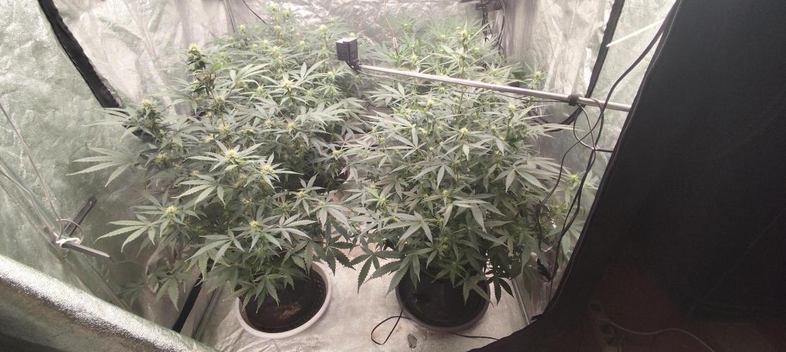 Gorila Cookies + Permanent Marker. Week 7