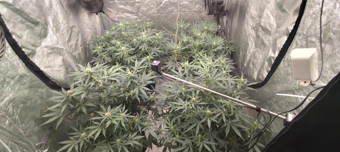 Gorila Cookies + Permanent Marker. Week 7