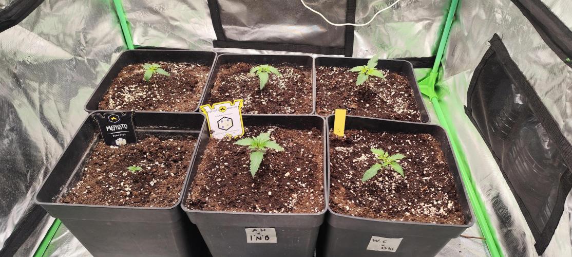 4/20 grow. Week 1 - 3 on top Banana cream cake.
1 GA x WW 
2 Interchillactic
3 West coast OG