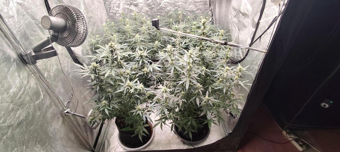 Gorila Cookies + Permanent Marker. Week 8