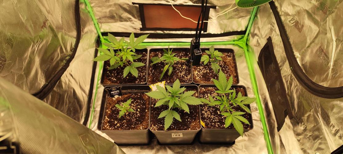 4/20 grow. Week 2